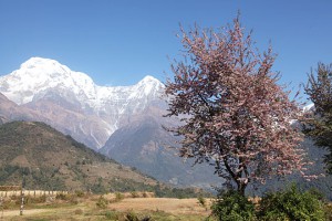 sakura_annapurna